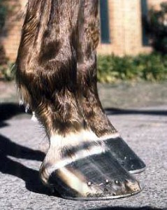 The horse has a broken back hoof-pastern angle, this leads to increased pressure up the front of the leg and increased stretch or strain to the tendons at the back of the leg, in other words it contributes to osteoarthritis, shin soreness, carpal bone and fetlock joint problems and bowed tendons. These feet are well overdue for shoeing and the shoes look untidy. This probably means they are loose. This horse already had a carpal bone chip fracture when this photo was taken.