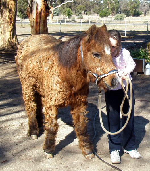 What are the symptoms of Cushing's disease in horses?