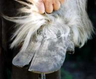  A draught horse with good hoof quality but long flared toes which have led to a single crack. Frequently removing the flare and relieving pressure from the base of the crack will restore this foot to normal over time.