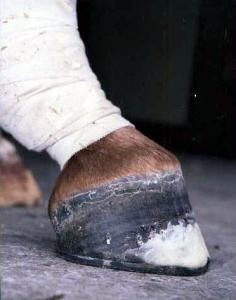 After surgery and toe extension with Equitane®, and fitting a graduated toe shoe. An exercise program started three weeks after surgery. A normal hoof/pastern angle is achieved over time.