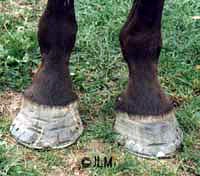 An example of flared feet with many hoof wall cracks. The rasp marks and attempts to stop the cracks are ineffective because they do not address the cause of the cracks which is the flared foot. Until the flare is removed the feet will continue to crack.