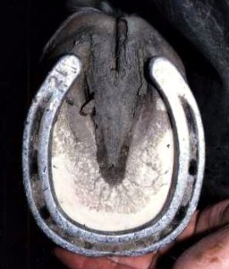 The classic navicular syndrome shape is a long foot, wider at the toe than the quarter with narrow contracted heels and frog. The hoof wall angle at the quarters is upright and in this case the toe is long and the heels are short and so is the shoe. This is not how to shoe for a good result. This horse was very lame.